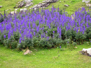 Touffe d'Aconitum napellus en montagne
