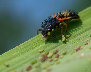 larve coccinelle pucerons