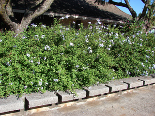 plumbago haie