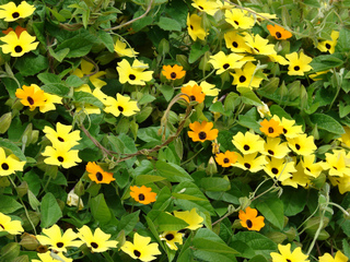 thunbergia alata melange