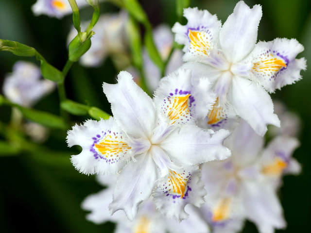 Iris japonica