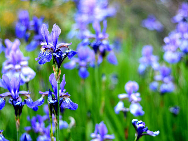 cliquez pour voir la suite Iris sibirica