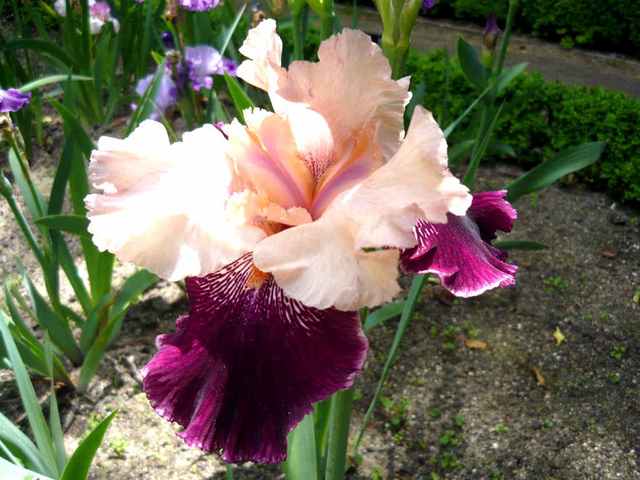 Iris 'Wench'