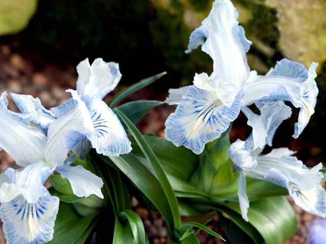 Iris nusairiensis