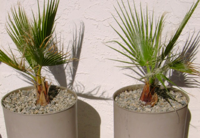 Cultiver des palmiers à l'intérieur
