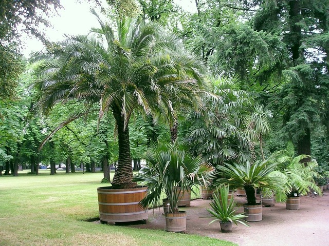 Système racinaire du palmier et culture en container