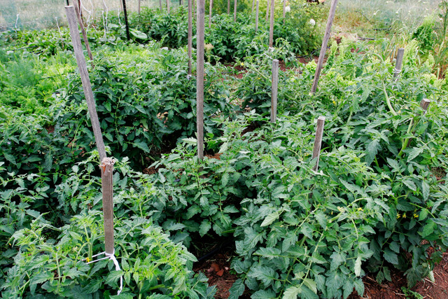 Plants de tomates plantés trop serrés