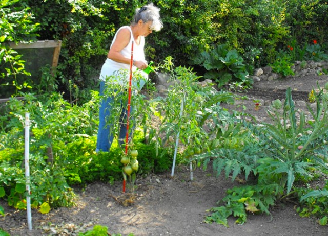 Le traitement à la bouillie bordelaise - Le JardinOscope coté pratique, les  bons gestes à faire au jardin