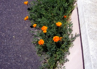 Pavots (Eschscholzia) au bord d'un trottoir