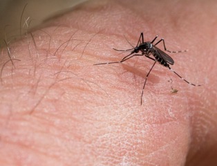 Anti-moustiques naturels