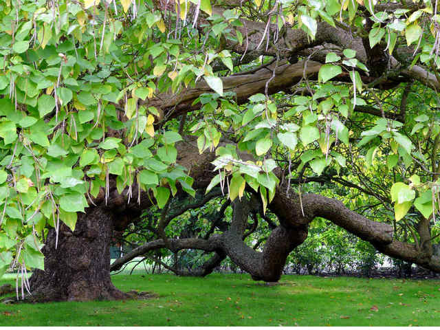 cliquez pour voir la suite Catalpa