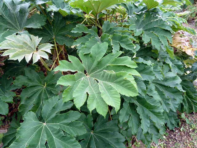cliquez pour voir la suite Tetrapanax
