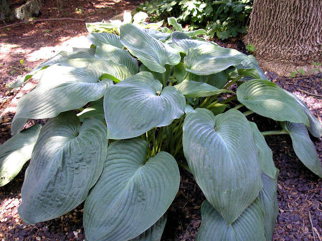 cliquez pour voir la suite Hosta