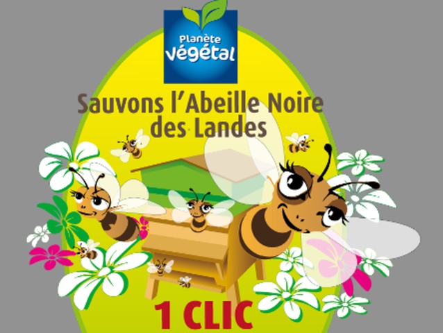 Adoptez une abeille noire des Landes