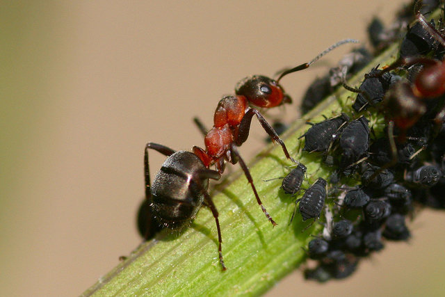 les moucherons - les parasites du jardin 
