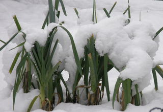 Poireaux d'hiver