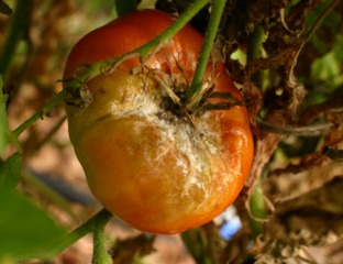 Maladie des tomates