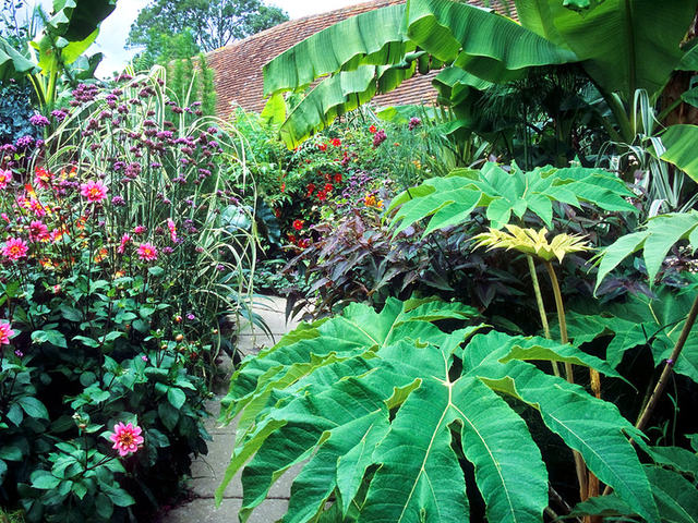 cliquez pour voir la suite Tetrapanax papyrifera