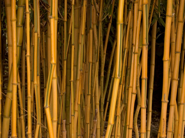 Phyllostachys (bambou)