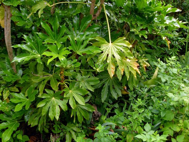 cliquez pour voir la suite Fatsia japonica