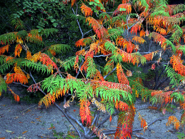 cliquez pour voir la suite Rhus typhina 'Laciniata'