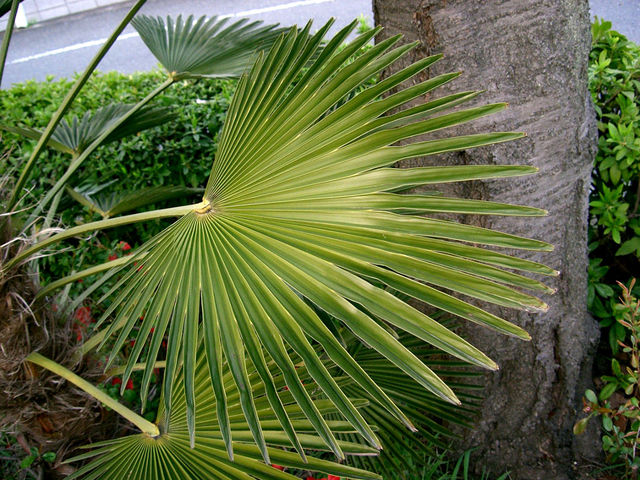 cliquez pour voir la suite Trachycarpus wagnerianus