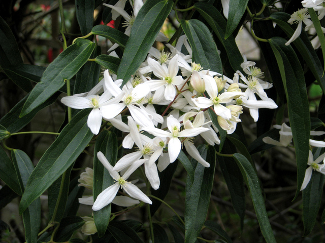 cliquez pour voir la suite Clematite armandii
