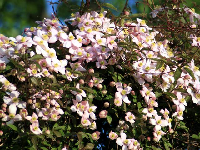cliquez pour voir la suite Clematis montana