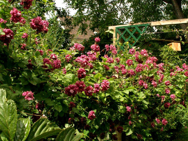 Clematis viticella 'Purpurea Elegans'