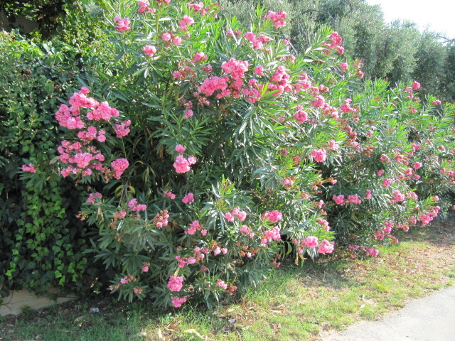 Nerium 'Villa Romaine' - Le plus rustique de tous les Lauriers-roses