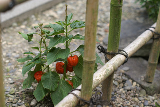 Physalis alkekengi - Alkékenge