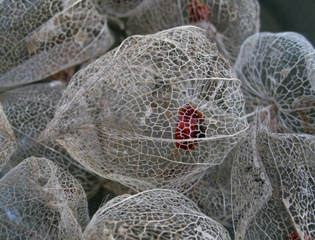Physalis alkekengi - Fruits secs