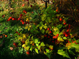 Physalis alkekengi en fin d'automne