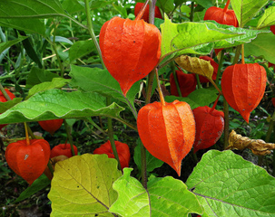 Physalis alkekengi - Lanterne japonaise