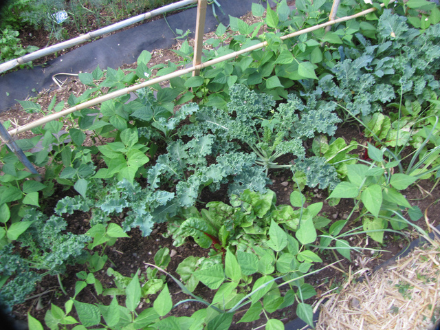 Jeunes plants de chou kale