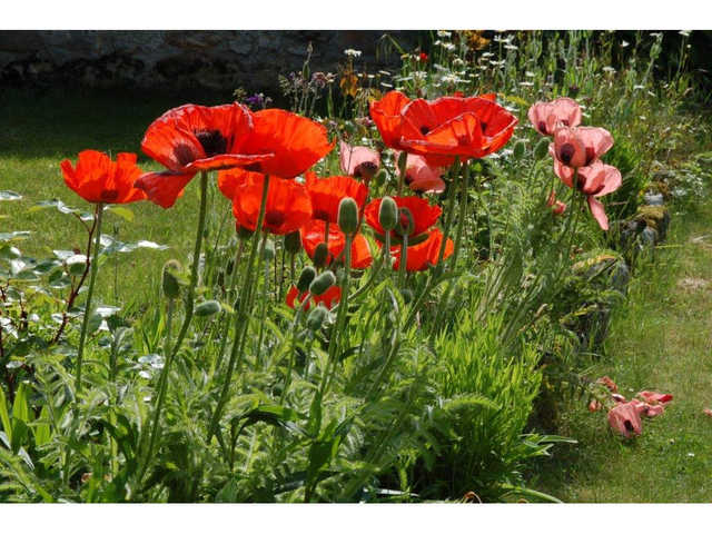 Concours photo - août - jardin de Raymond