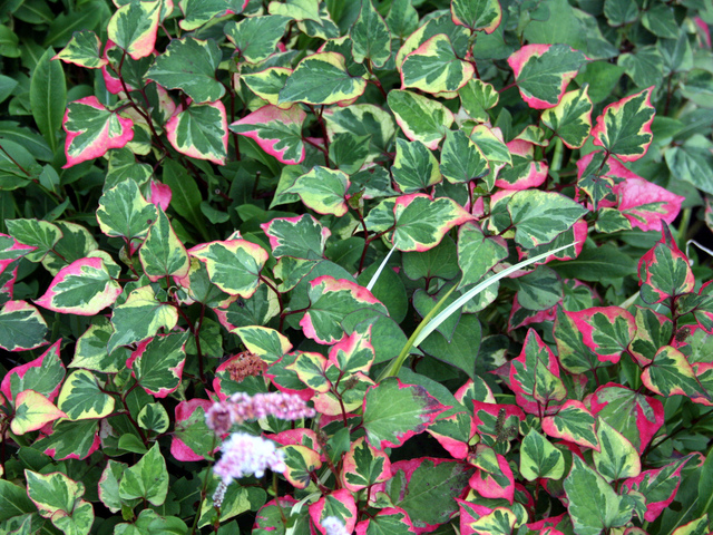 Plantes Couvre Sol Pour Le Soleil Pour Lombre Arbustes