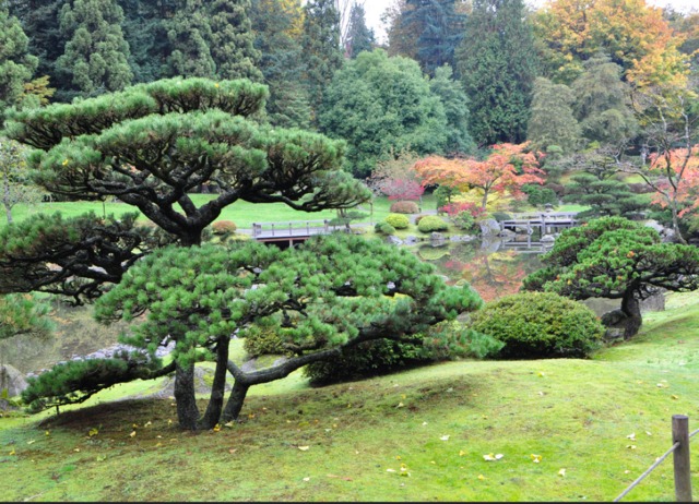 Culture et entretien des bonsaï, petits arbres japonais