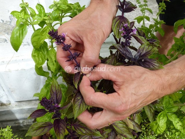 Basilic : semis, culture et récolte de cette aromatique incontournable