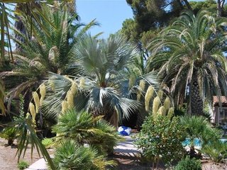 Un jardin de palmiers