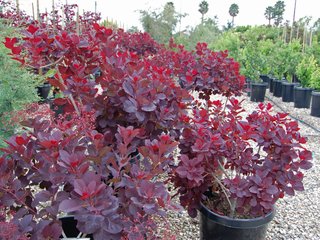 cotinus coggygria royal purple