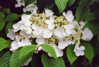 viorne chine viburnum plicatum