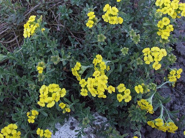 Alyssum murale