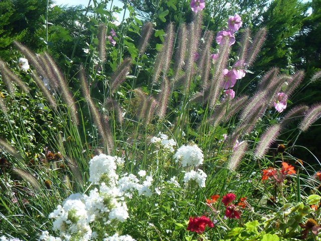 Concours photos 2014 - Graminées - Plassard