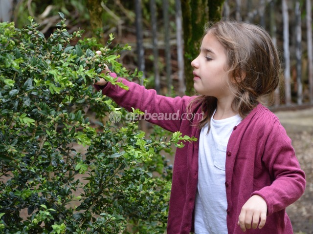 Enfant observant un buis
