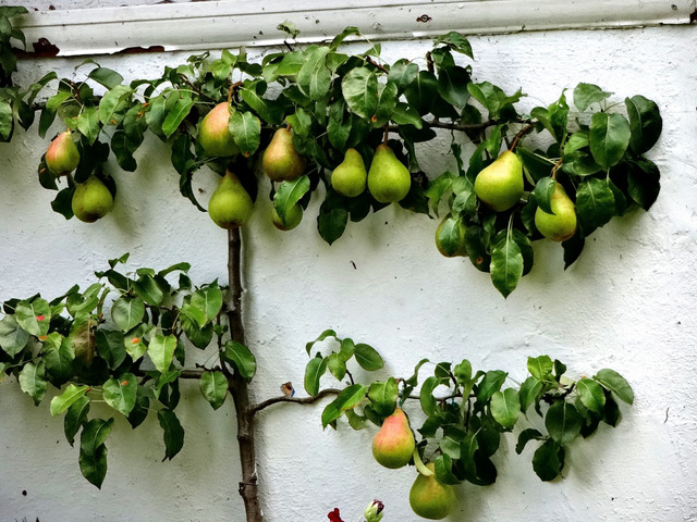Arbres fruitiers pour petit jardin : lesquels choisir et où les