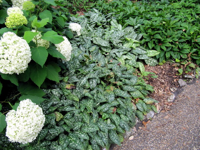 Pulmonaires en couvre-sol