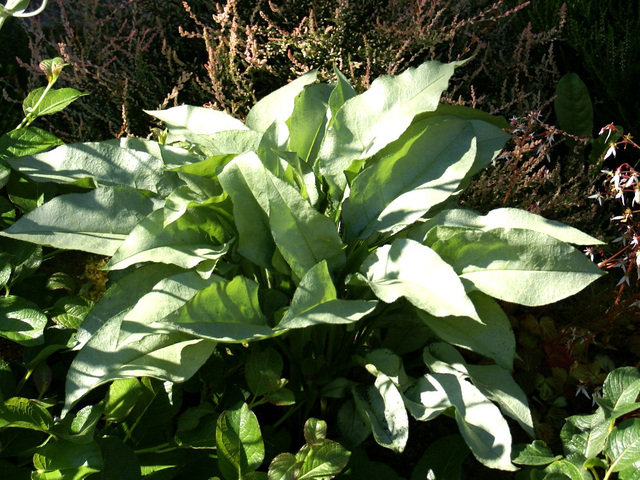 Pulmonaria 'Majesté'