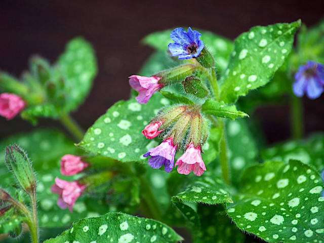 Pulmonaria saccharata 'Mrs Moon'