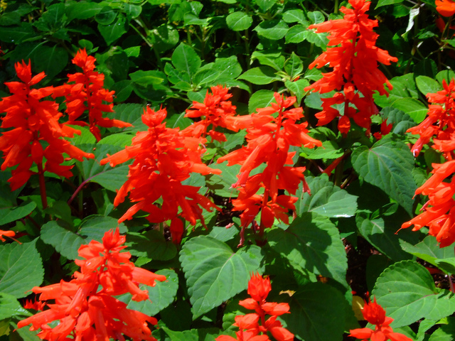 4 saisons de rouge au jardin : fleurs, feuilles, écorces, baies...
